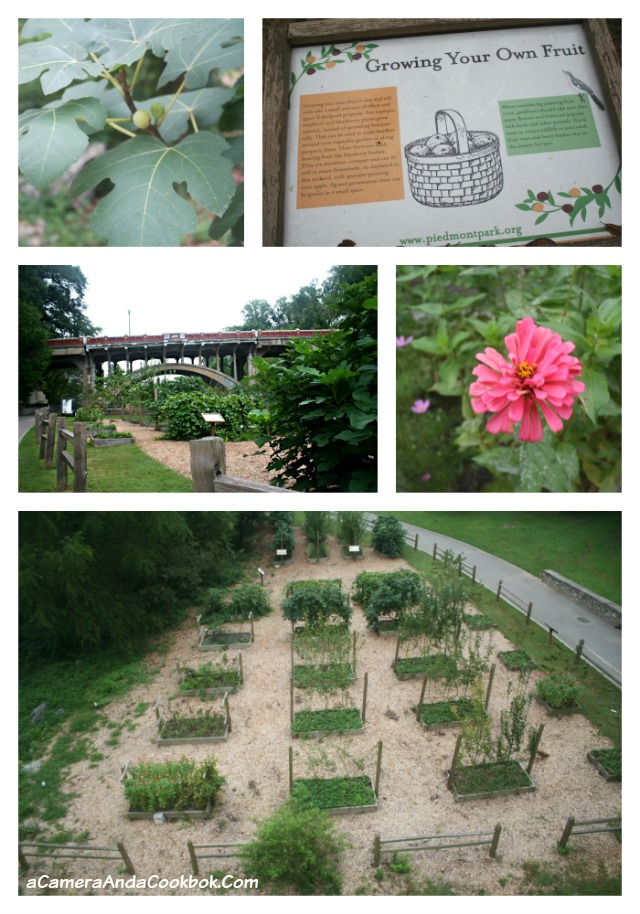 Community Garden at Piedmont Park Atlanta, GA