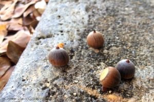iSpy Photo Challenge::A_is_for_Acorns