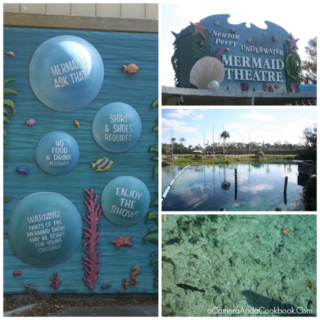 Did you know that Mermaids really do exist?  Weeki Wachee Springs is home to one of the only places around where you'll find real live mermaids!