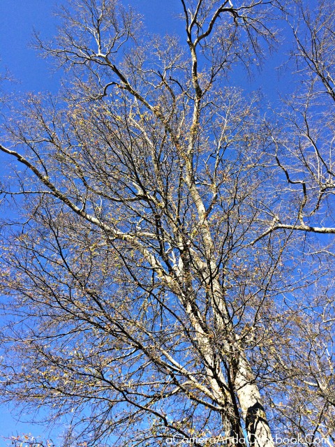 iSpy#2_Winter_Tree_Auburn