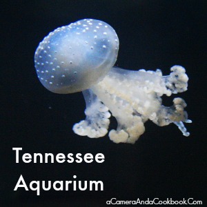 Tennessee Aquarium {Chattanooga, TN}