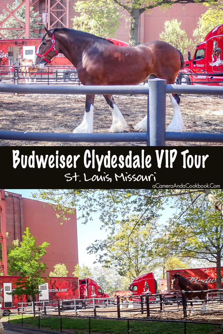 St. Louis Trip::Clydesdale VIP Tour