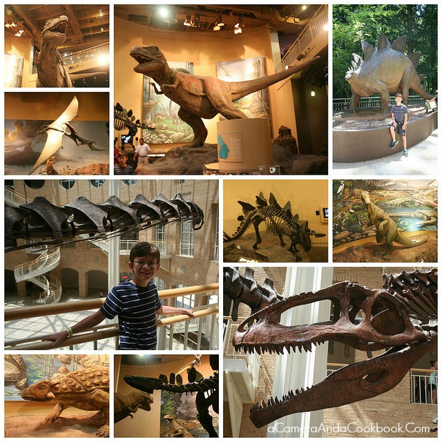 Fernbank Museum of Natural History - Atlanta, GA