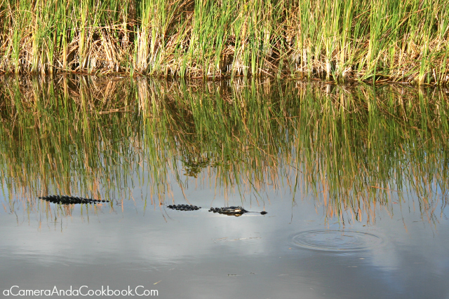 Everglades Airboat Tour and Gator Show