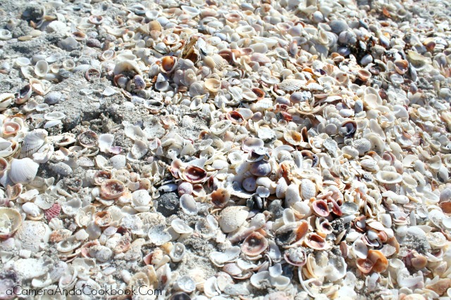 Sanibel Shells