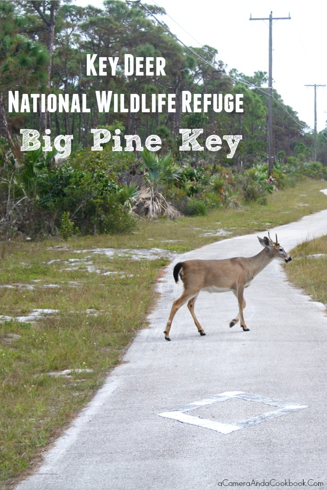 Key Deer National Wildlife Refuge