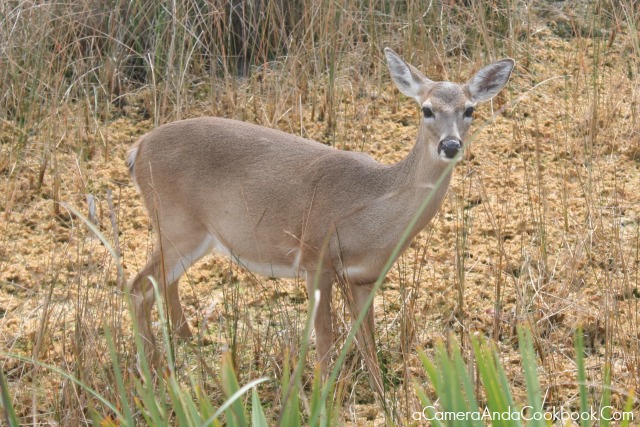 Key Deer National Wildlife Refuge